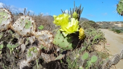Opuntia caracassana