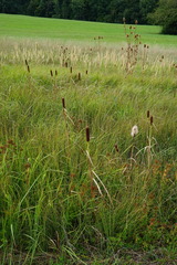 Typha shuttleworthii