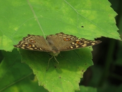 Junonia lemonias