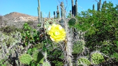 Opuntia caracassana
