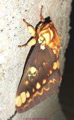 Citheronia hamifera