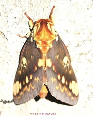 Citheronia hamifera