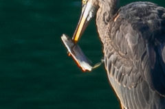 Ptychocheilus oregonensis