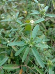 Croton glandulosus septentrionalis
