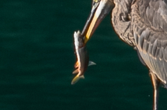 Ptychocheilus oregonensis