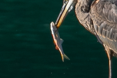 Ptychocheilus oregonensis