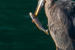 Ptychocheilus oregonensis