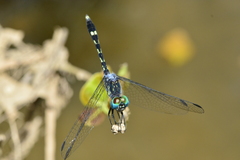 Micrathyria hesperis