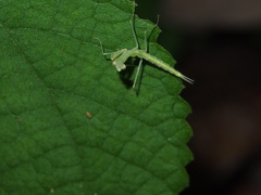 Sinomantis denticulata