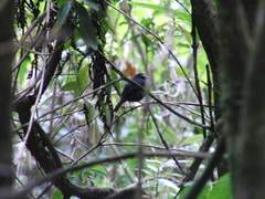 Ochthoeca nigrita