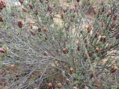 Pteronia staehelinoides