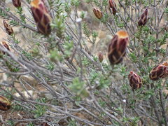 Pteronia staehelinoides