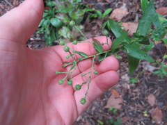 Symphyotrichum phlogifolium