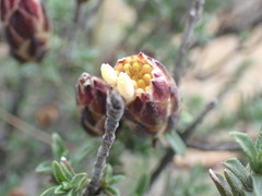 Pteronia staehelinoides