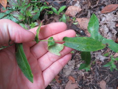 Symphyotrichum phlogifolium