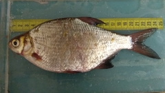 Blicca bjoerkna