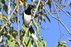 Cyanocorax cyanopogon