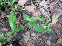 Symphyotrichum phlogifolium