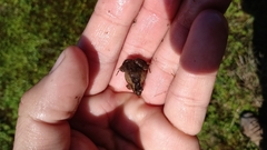 Pseudopaludicola falcipes