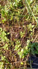 Pseudopaludicola falcipes