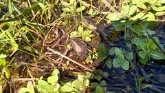 Pseudopaludicola falcipes