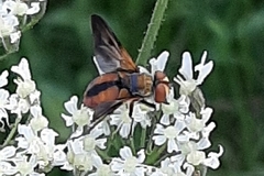 Ectophasia crassipennis