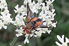 Ectophasia crassipennis