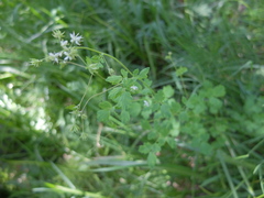 Thalictrum sparsiflorum
