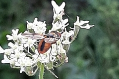 Ectophasia crassipennis