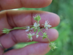 Thalictrum sparsiflorum