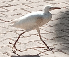 Bubulcus ibis