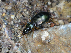Platynini