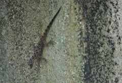 Cnemaspis peninsularis