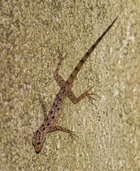 Cnemaspis peninsularis