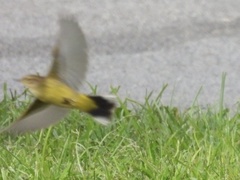 Setophaga palmarum