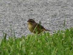 Setophaga palmarum