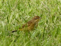 Setophaga palmarum
