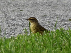 Setophaga palmarum