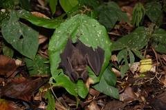 Hipposideros pomona
