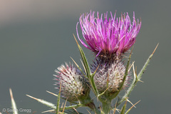 Cirsium tenoreanum