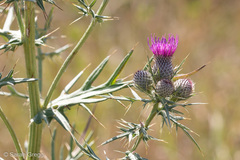 Cirsium tenoreanum
