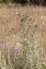 Cirsium tenoreanum