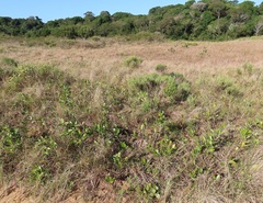 Salacia kraussii