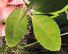 Salacia kraussii