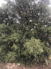 Quercus agrifolia