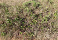 Salacia kraussii