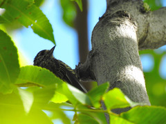 Picumnus dorbignyanus