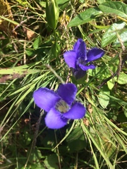 Gentianopsis crinita