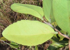 Salacia kraussii