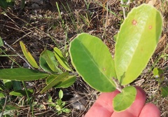 Salacia kraussii